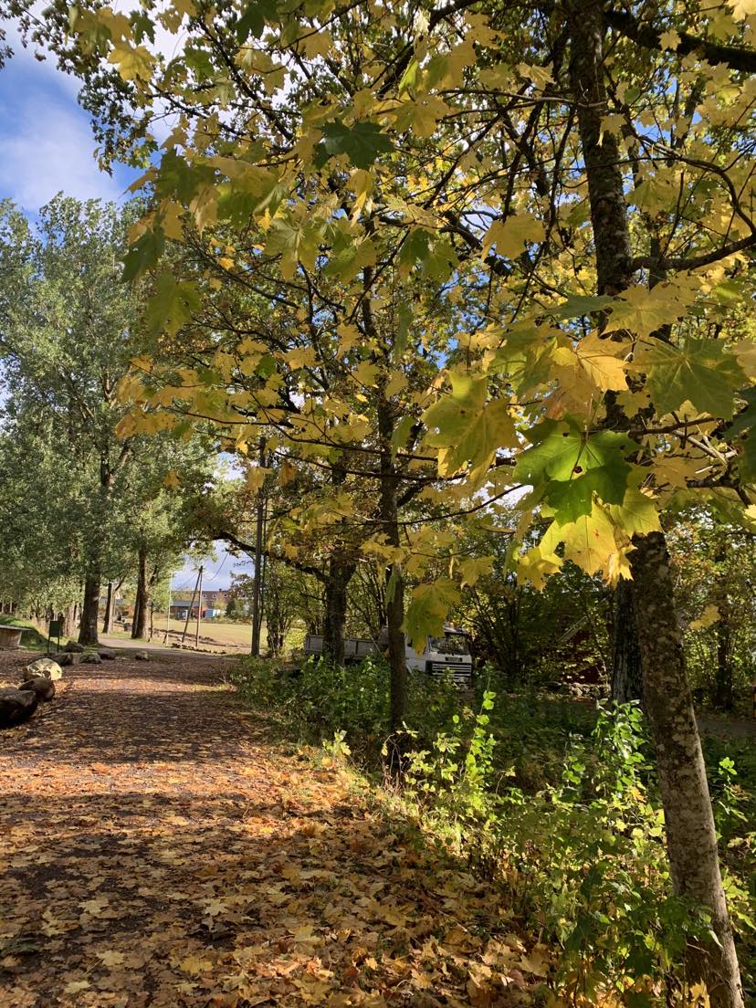 Tursti langs en høstkledd skog. Blader i mange farger;  gult, oransje, og grønt.